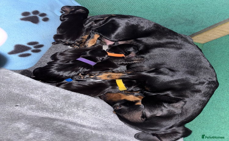 Miniature Dachshund dogs - Advert 10