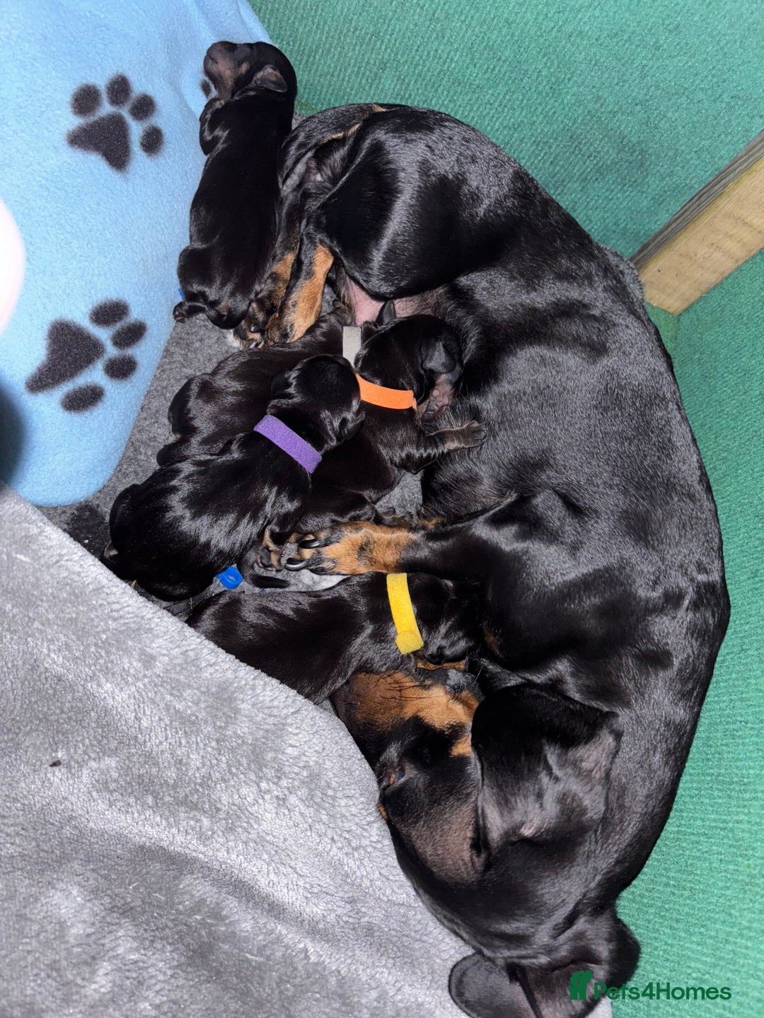 Miniature Dachshund dogs for sale: 5 miniature black & tan smooth haired dachshunds  - Image 1