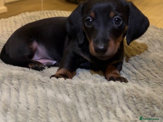 Dachshund dogs 5 beautiful daschund’s for sale *one boy left* - Advert 16