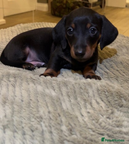 Dachshund dogs 5 beautiful daschund’s for sale *one boy left* - Advert 9