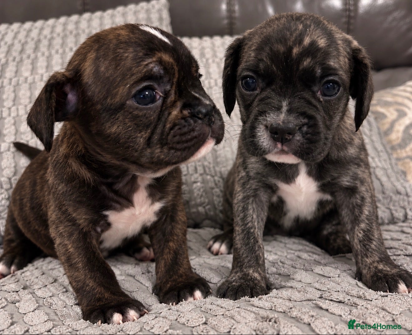 Mixed Breed dogs Gorgeous Frenchel  puppies (Frenchie x cavalier)  - Advert 4