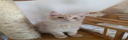 Maine Coon cats for sale: Two beautiful Maine Coon kittens - Advert 10