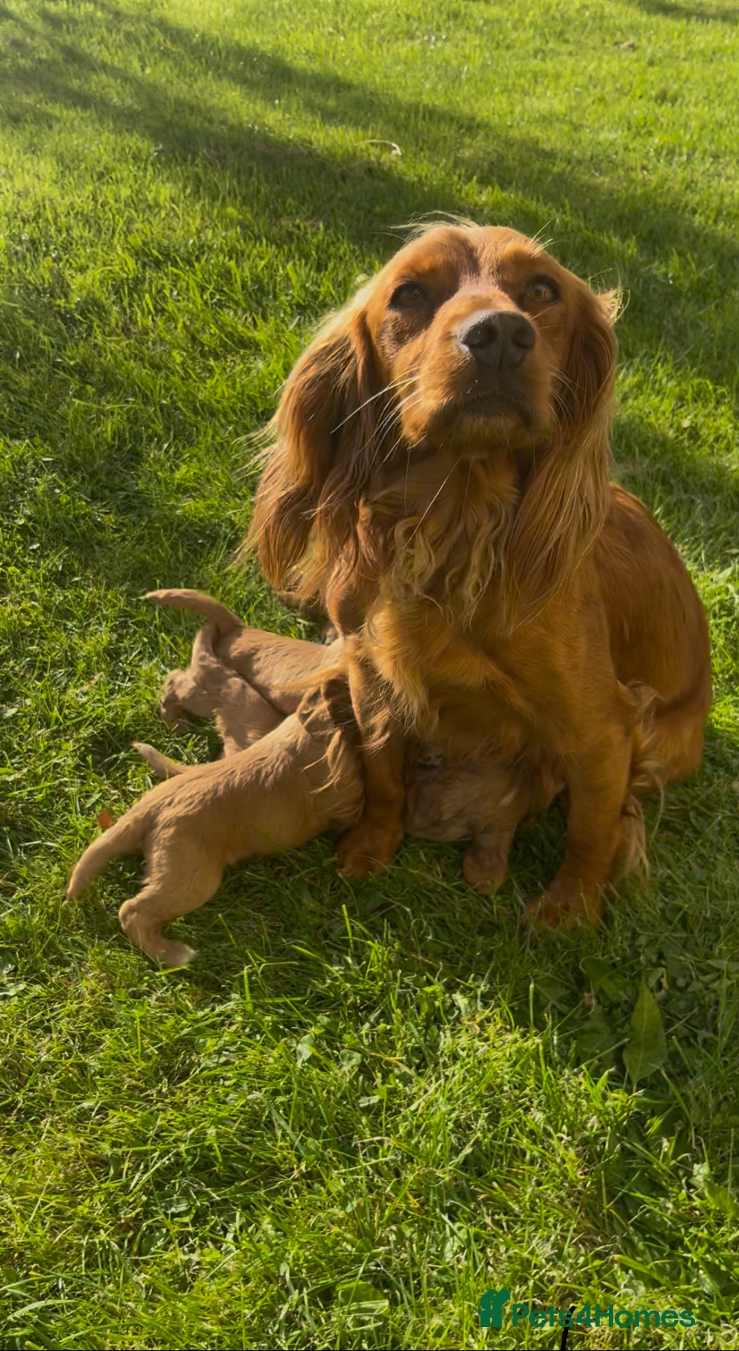 Cocker Spaniel dogs for sale: KC registerd working cocker spaniel puppies - Image 1