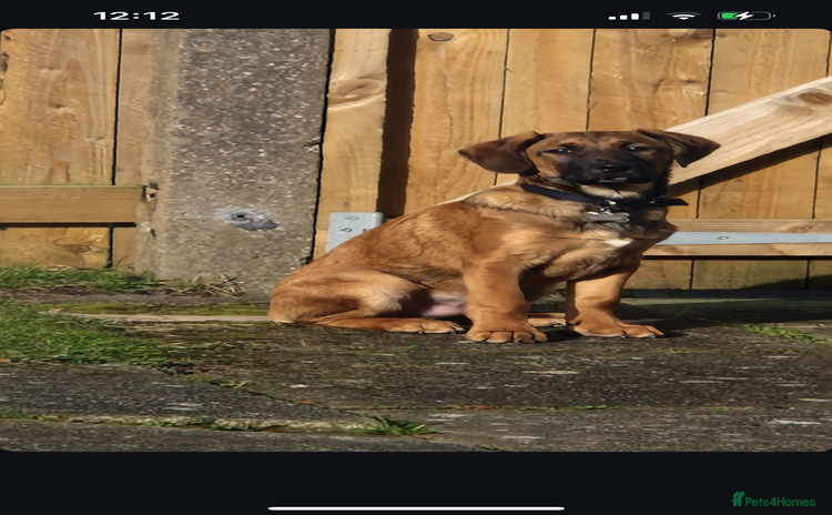Belgian Shepherd Dog dogs - Advert 1