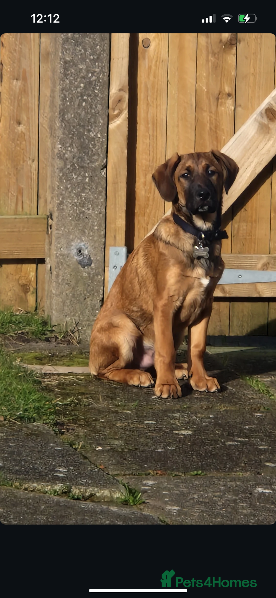 Belgian Shepherd Dog dogs for sale: Belgian shepherd dog 8 months old - Image 1