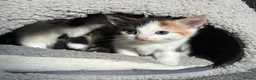 Domestic Shorthair cats for sale: 2 female kittens in Huddersfield - Advert 27