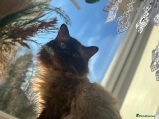 Ragdoll cats in Wednesbury - Advert 33