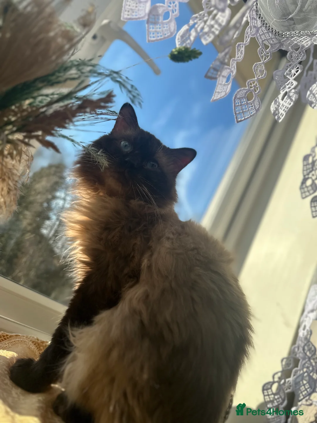 Ragdoll cats for stud: Male (Ragdoll Stud)🐱 in Wednesbury - Advert 2