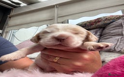 Cocker Spaniel dogs for sale: Outstanding show cocker pups - Image 16