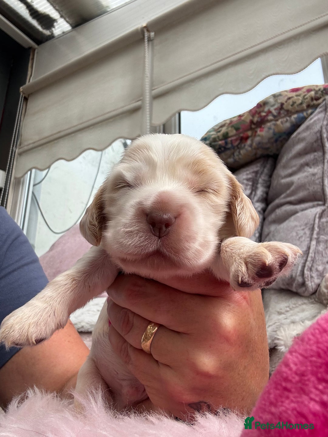 Cocker Spaniel dogs for sale: Outstanding show cocker pups - Image 16