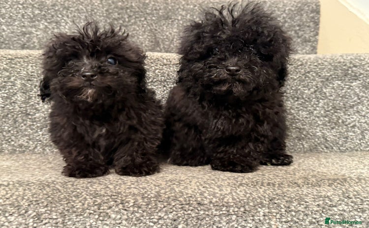 Poochon dogs - Advert 2