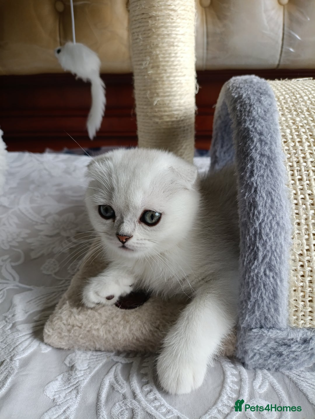British Shorthair cats for sale: Scottish Fold and Straight kittens  - Image 2