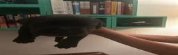 Cane Corso dogs for sale: Beautiful Cane corso for sell  - Advert 11