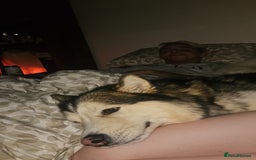 Alaskan Malamute dogs for sale: Alaskan malamute boy.  - Image 3