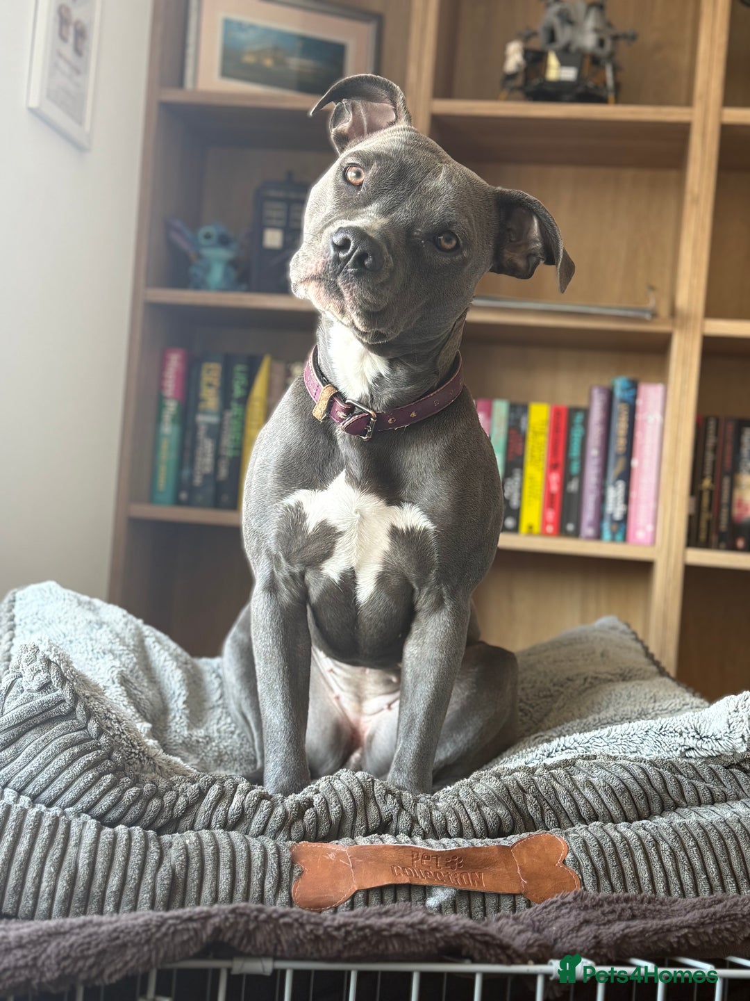 Staffordshire Bull Terrier dogs for sale: Rehoming, please read below. - Advert 19