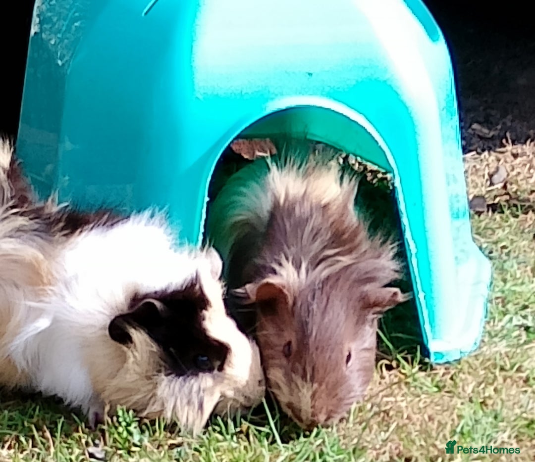 Guinea Pig rodents for sale: Beautiful baby boy  - Image 11