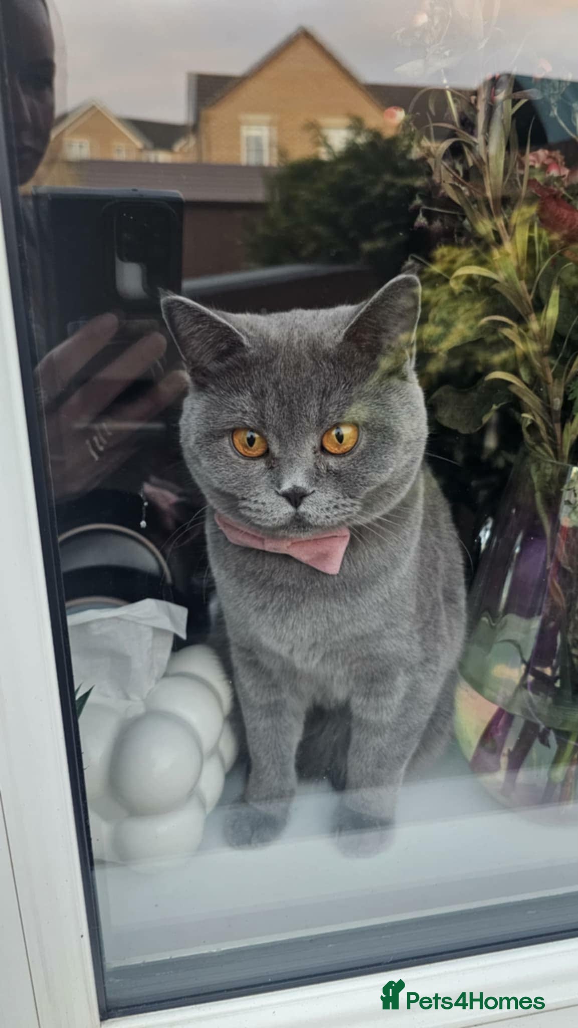 British Shorthair cats Girl  - Advert 9