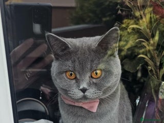 British Shorthair cats Girl - Advert 3