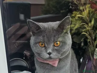 British Shorthair cats Girl - Advert 19