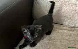 Serengeti cats for sale: Handsome tica reg black smoke male  - Image 10
