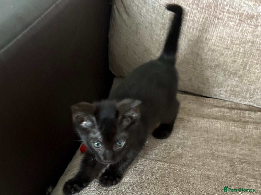 Serengeti cats for sale: Handsome tica reg black smoke male  - Image 10