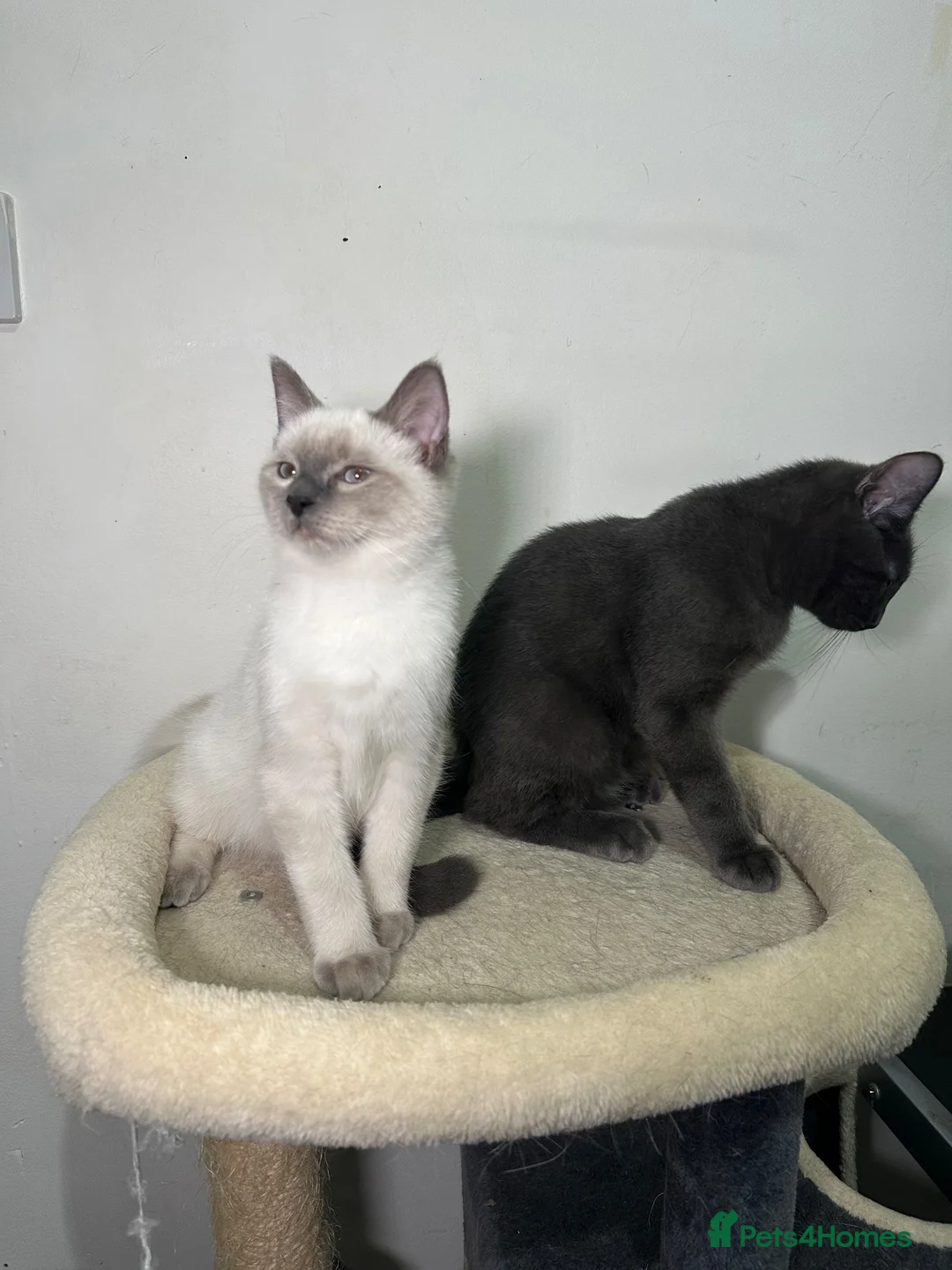 Ragdoll cats for sale: Adorable Ragdoll BSH kittens - Advert 2