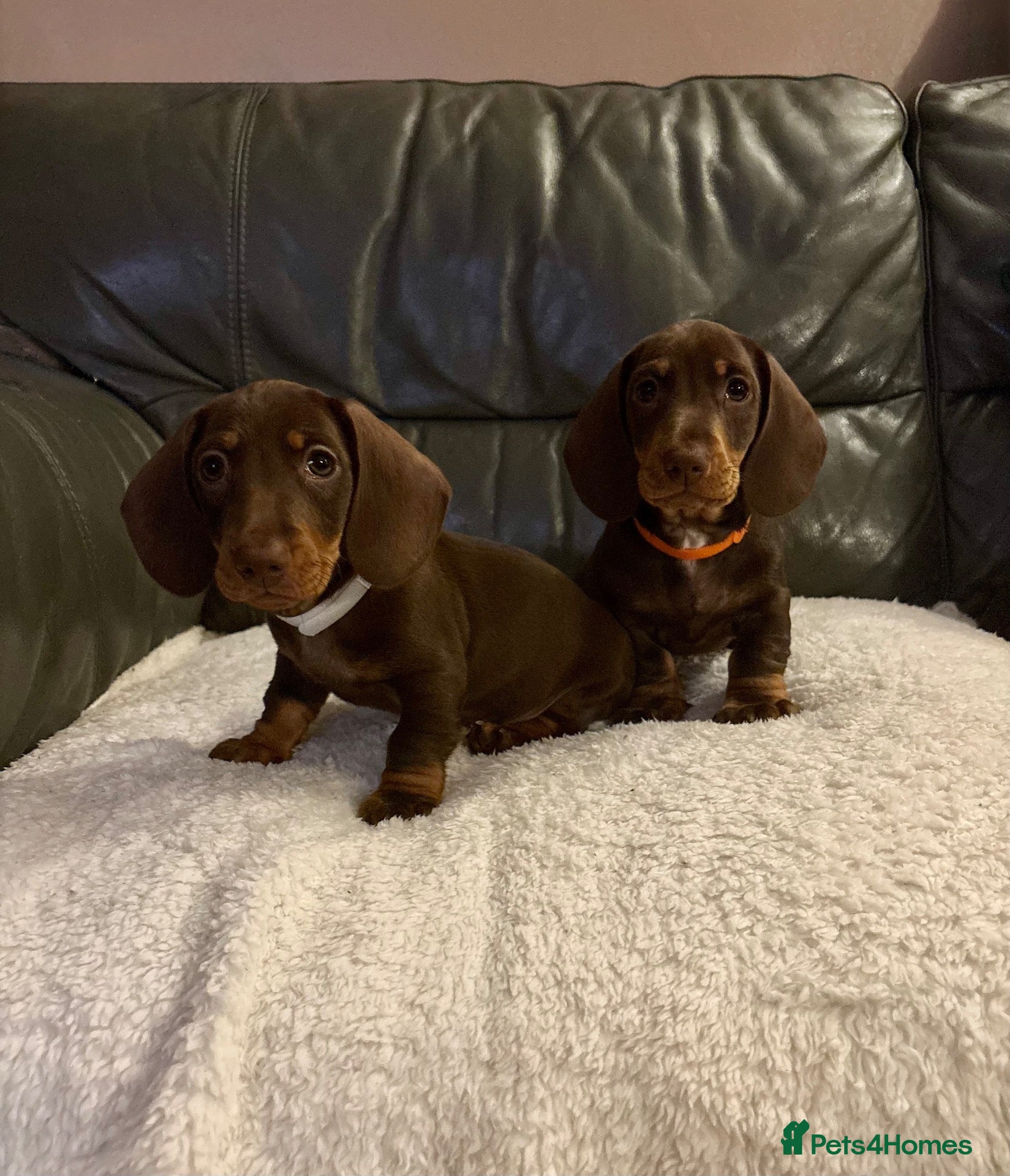 Miniature Dachshund dogs Ready to leave! Stunning Miniature Dachshund pups  - Advert 1