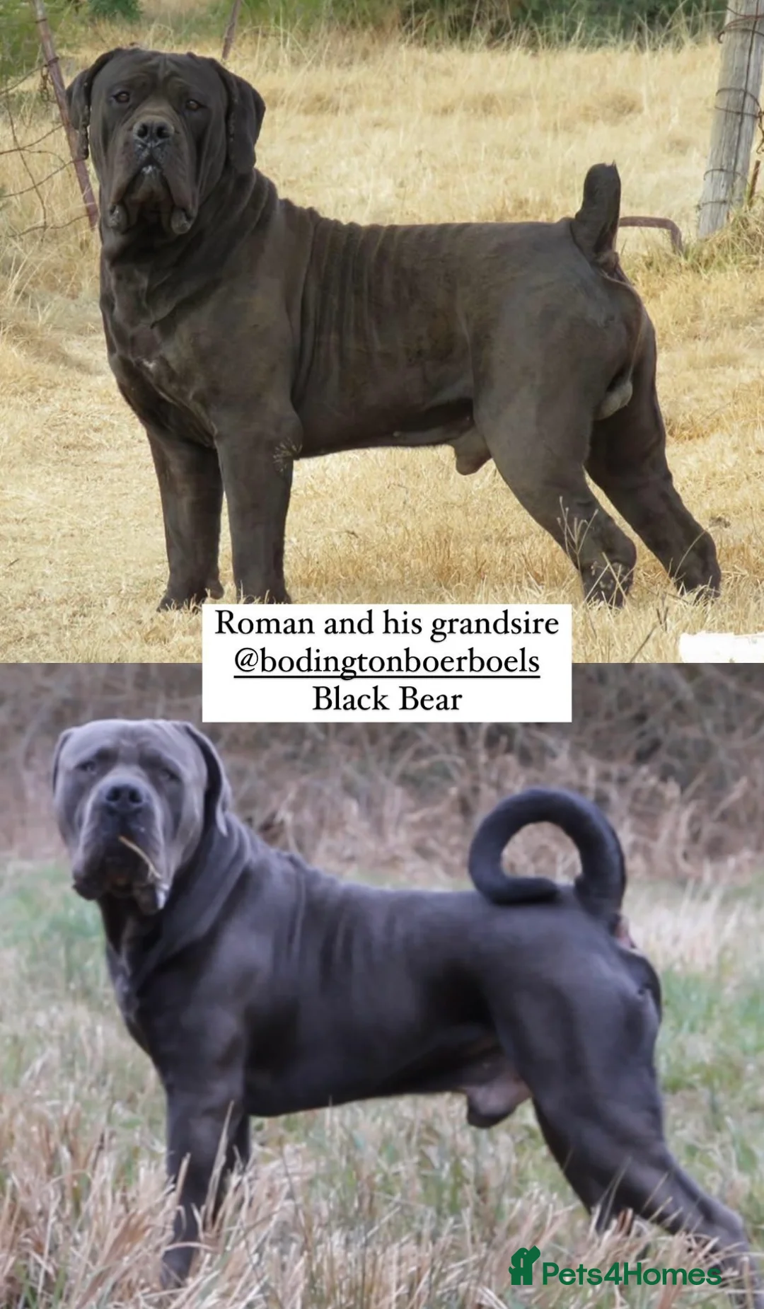 Boerboel dogs for stud: Imperial Health Tested & Champion Stud in Eastleigh - Advert 18