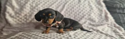 Miniature Dachshund dogs for sale: Stunning smooth haired miniature dacshund - Advert 20