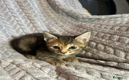Russian Blue cats for sale: 6 beautiful kittens ❤️ - Image 11