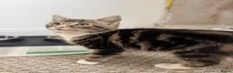 Mixed Breed cats for sale: Kitten - Advert 4