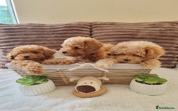 Poochon dogs for sale: 🧸poochon puppies 🧸 - Image 7
