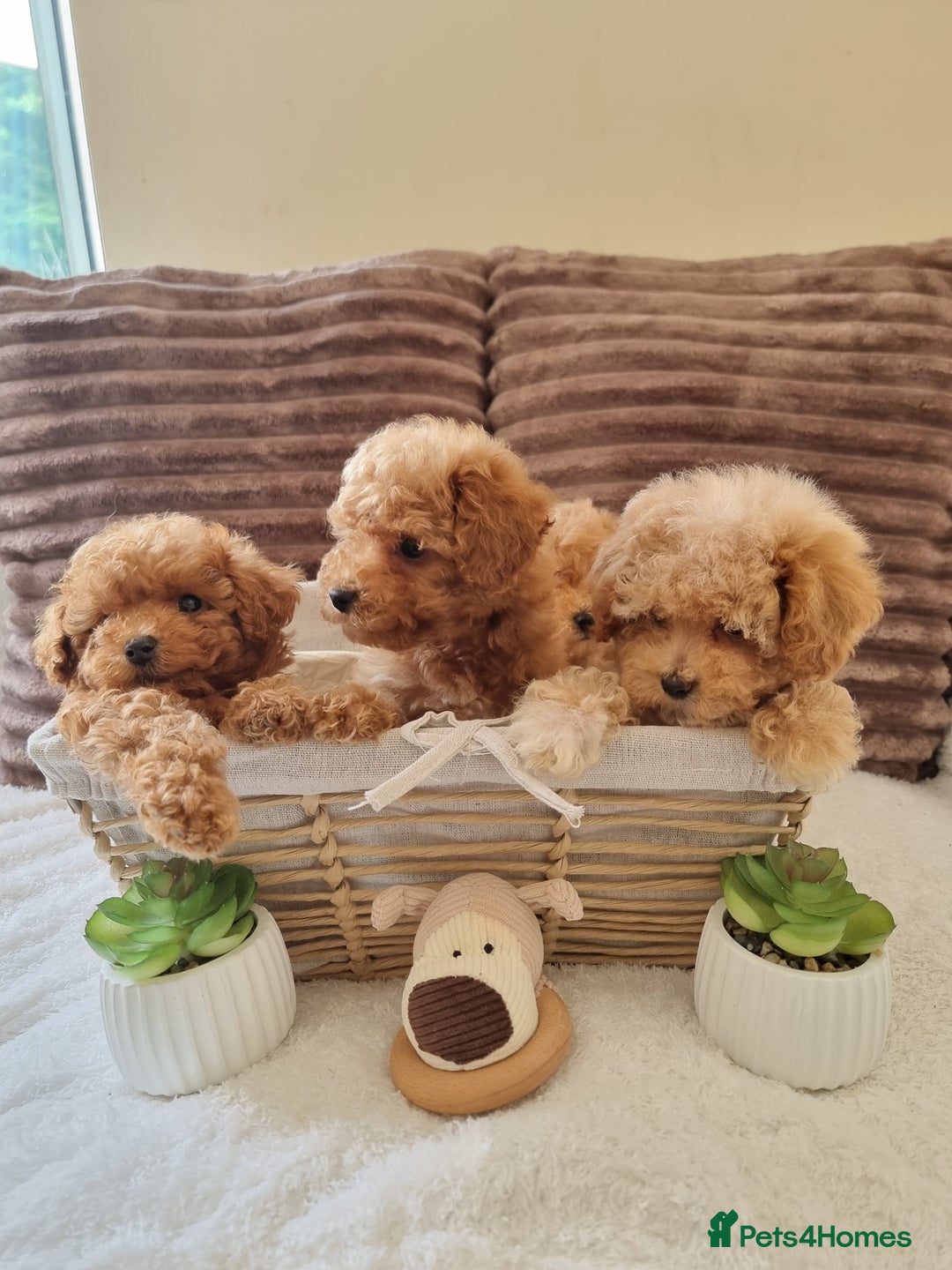 Poochon dogs for sale: 🧸poochon puppies 🧸 - Image 7