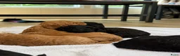 Cavapoochon dogs for sale: Mini F1b CAVAPOOCHON Puppies FORSALE  - Advert 5