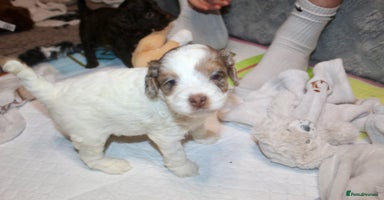 Cockapoo dogs - Advert 4