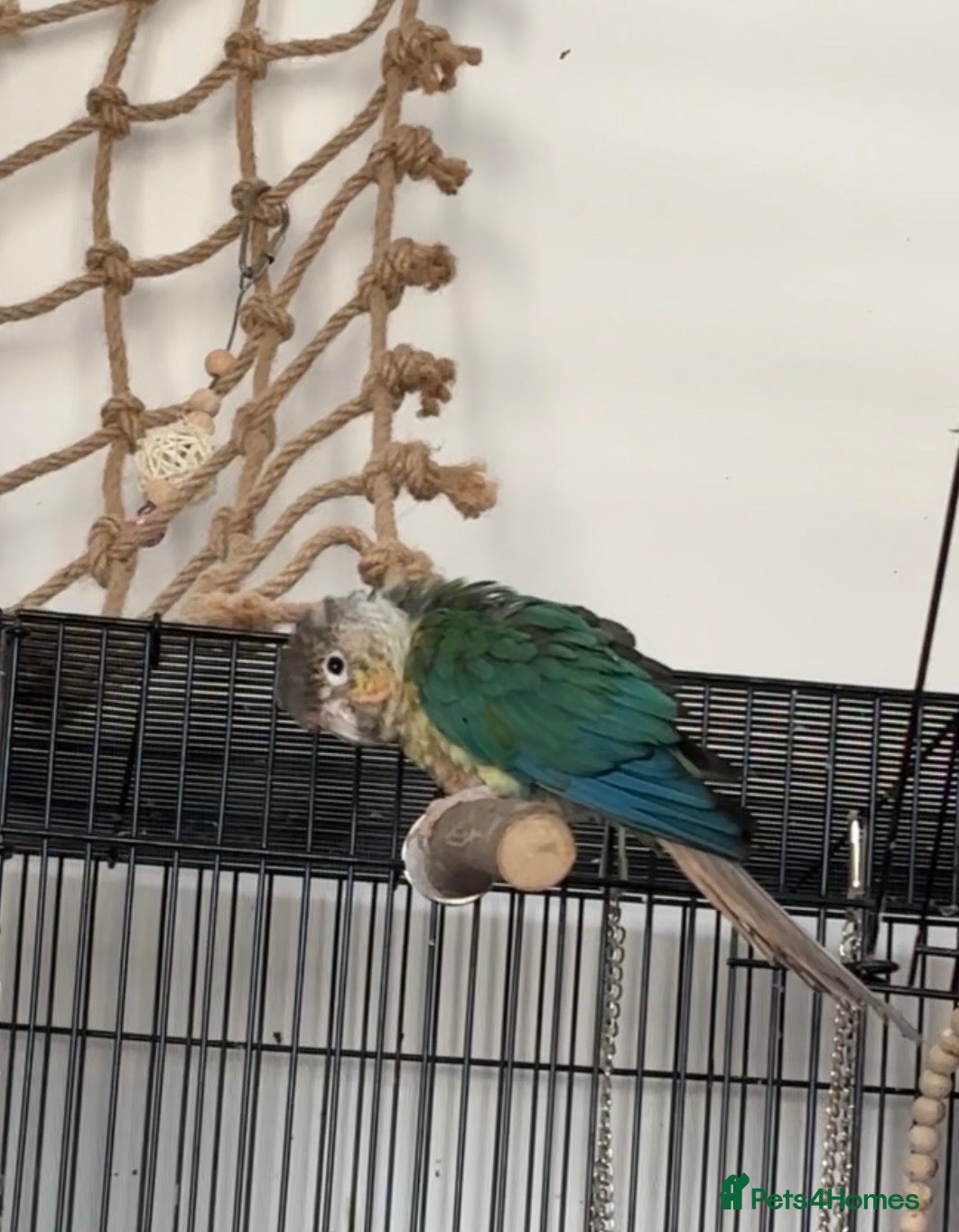 Conures birds Green Cheek Conure for sale - Advert 4