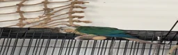 Conures birds for sale: Green Cheek Conure for sale - Advert 1