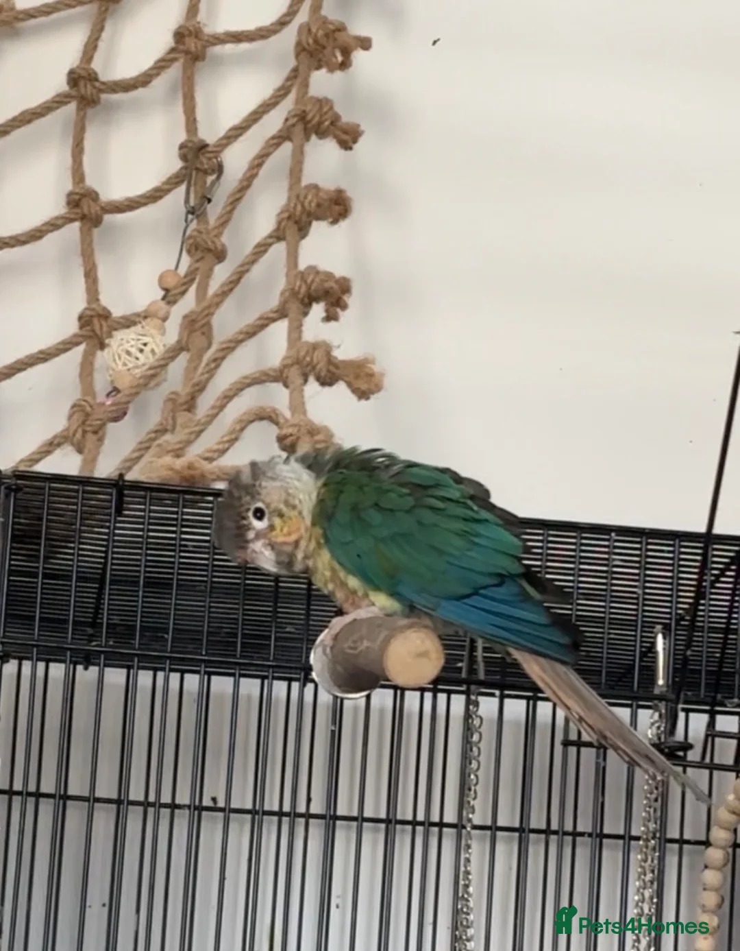 Conures birds for sale: Green Cheek Conure for sale - Advert 1