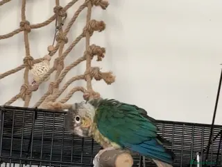 Conures birds Green Cheek Conure for sale - Advert 7