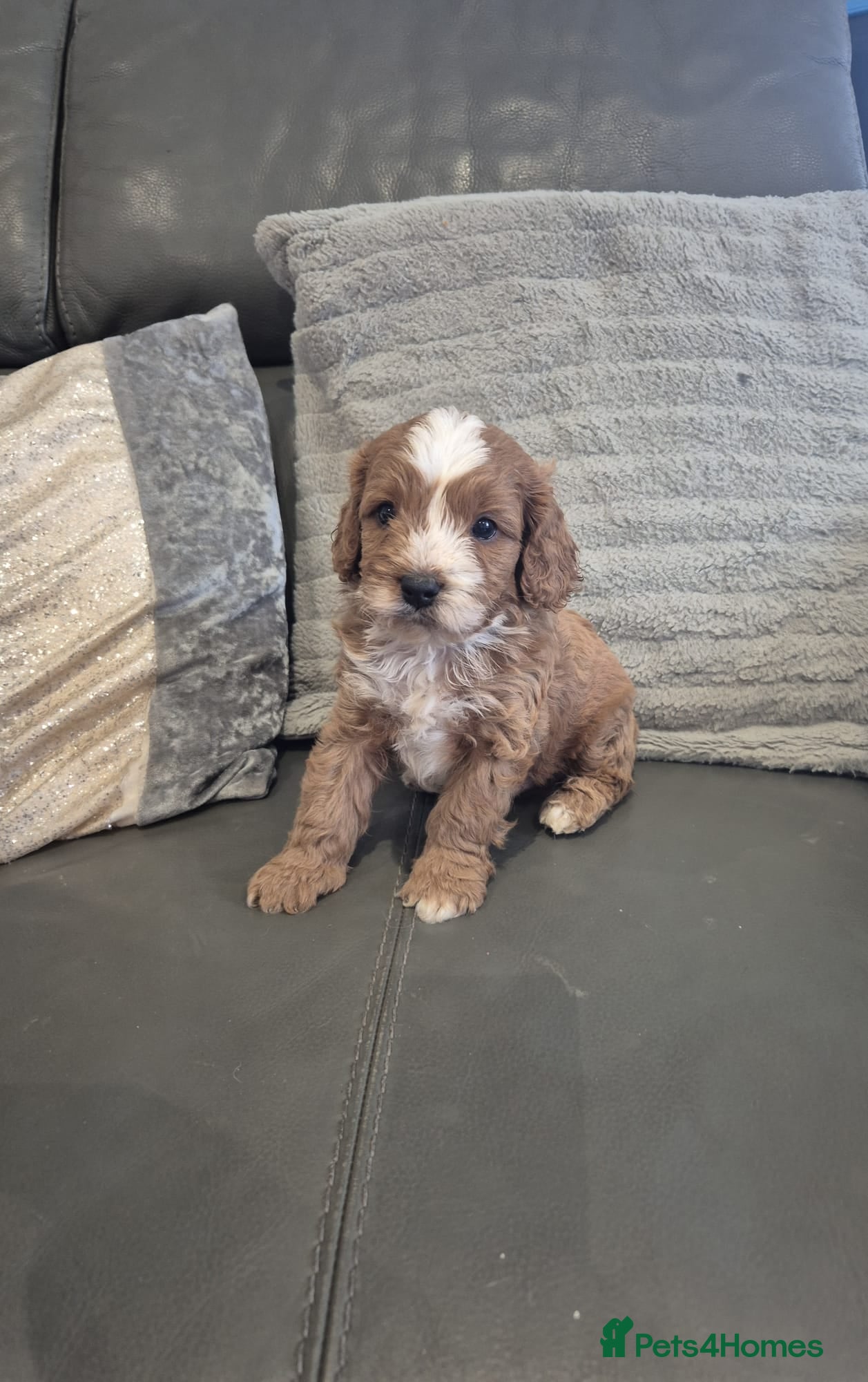 Cavapoo dogs F1 Cavapoo's  - Advert 2