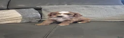 Cavapoo dogs for sale: F1 Cavapoo's  - Advert 2