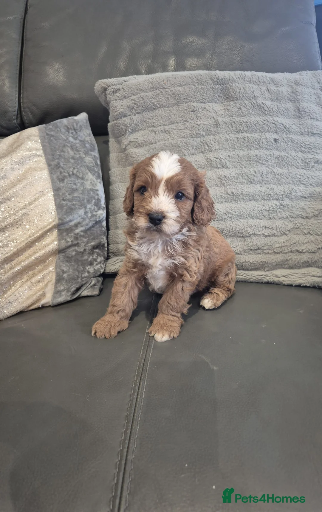 Cavapoo dogs for sale: F1 Cavapoo's  - Advert 2