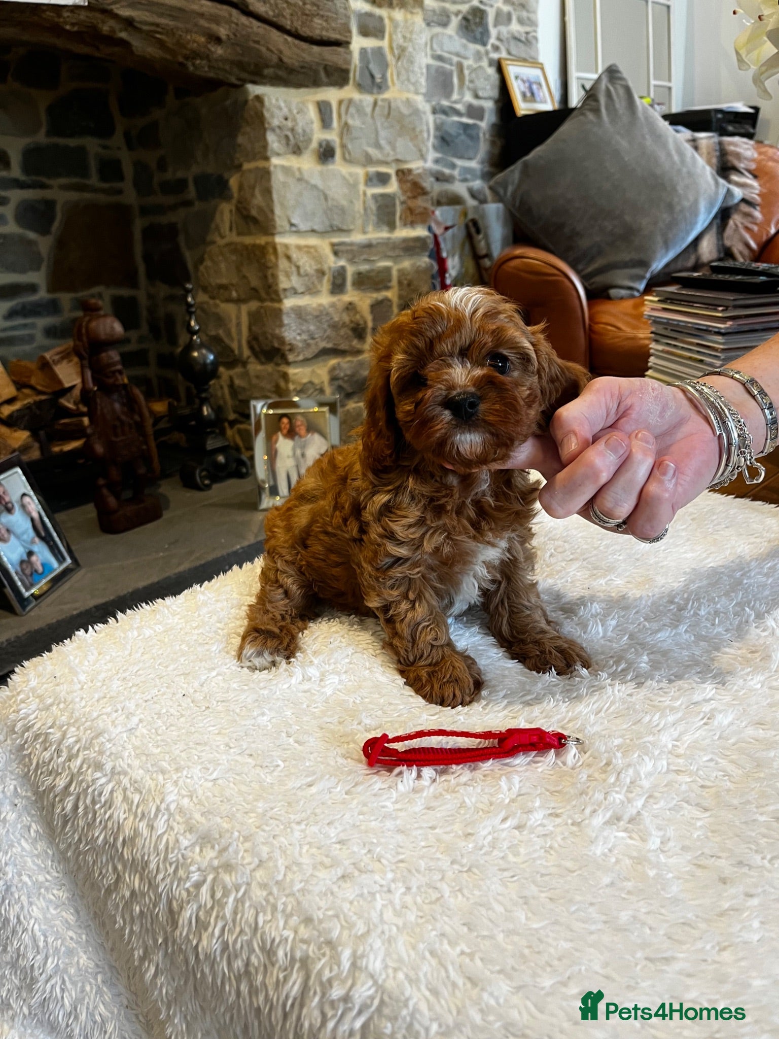 Cavapoo dogs Gorgeous Red F1 Cavapoo puppies  - Advert 1