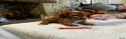Cavapoo dogs for sale: Gorgeous Red F1 Cavapoo puppies  - Advert 1