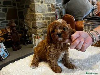 Cavapoo dogs Gorgeous Red F1 Cavapoo puppies - Advert 1