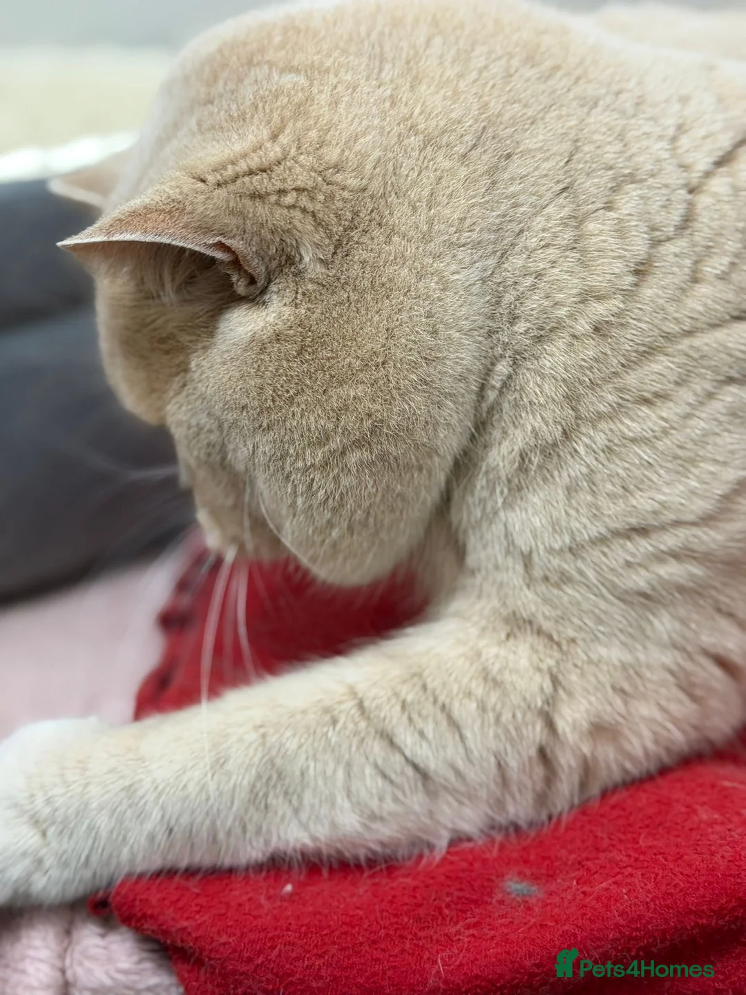 British Shorthair cats for stud: British shorthair cream boy for stud duties  - Advert 5