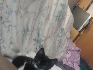 Mixed Breed cats Amazing kitten's - Advert 16