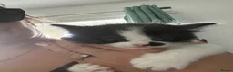 Mixed Breed cats for sale: British shorthair x Maincoon  - Advert 8