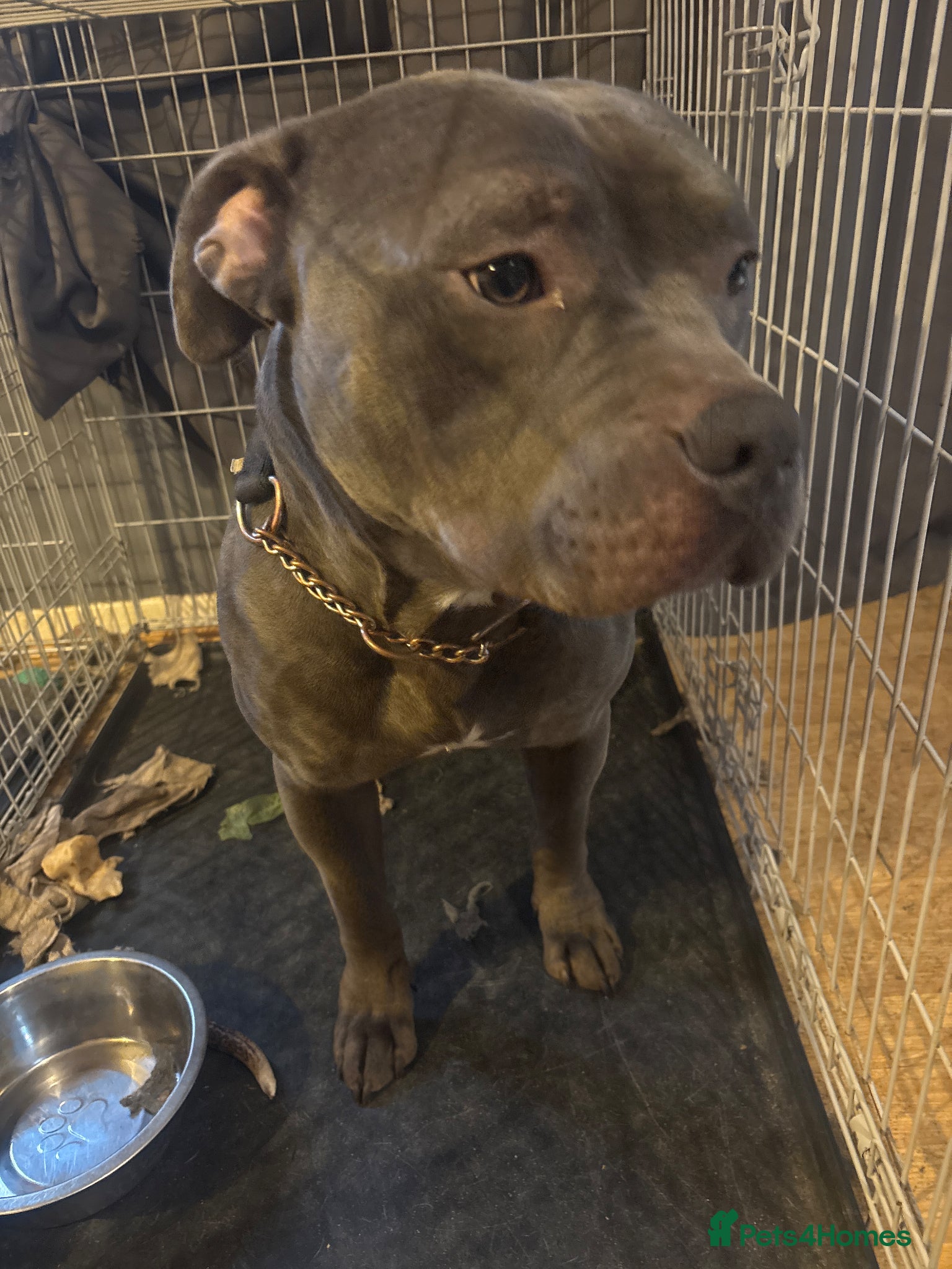 Mixed Breed dogs 1yr old male American staff  - Advert 2