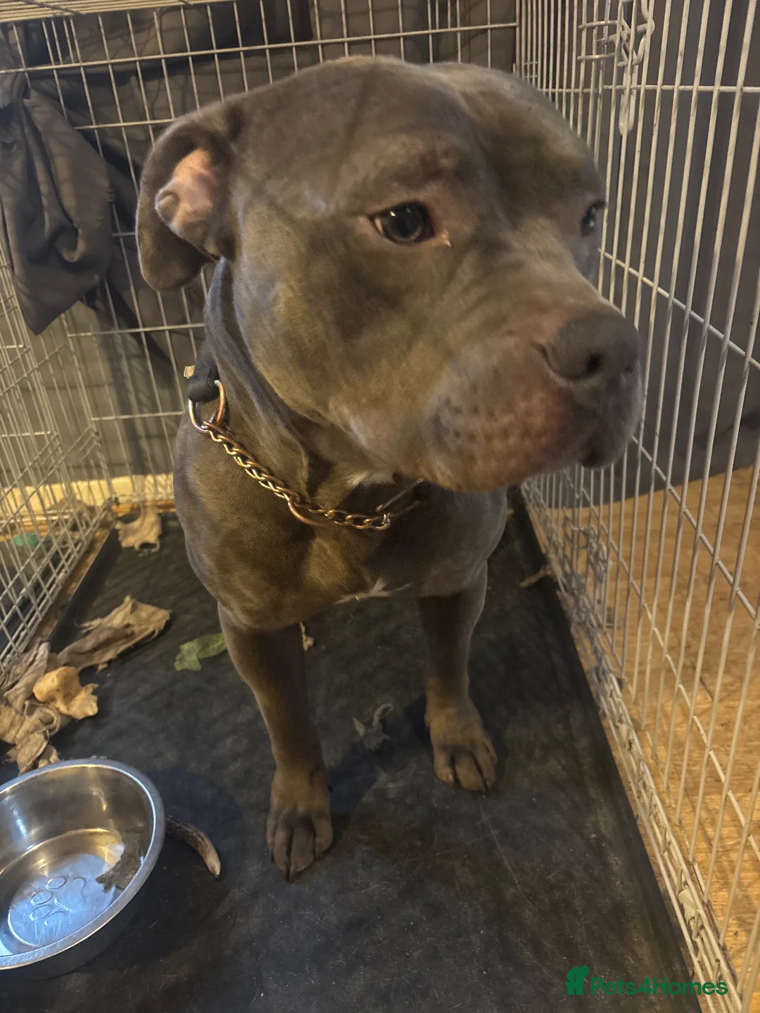 Mixed Breed dogs for sale: 1yr old male American staff  in London - Advert 1